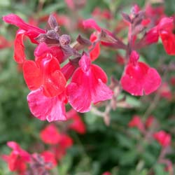 Sauge rouge de Graham / Salvia grahamii